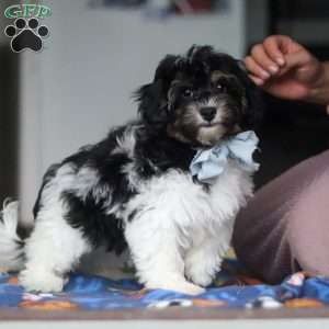 Joey, Havapoo Puppy